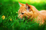 orange cat