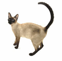 Siamese Cat (Seal Point)