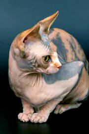 Sphynx cat (calico)