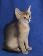 abyssinian cat