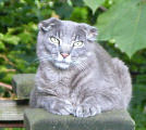 scottish fold lookalike