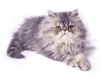 persian kitten