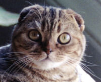 scottish fold cat